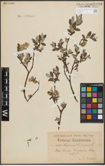 Foto von Salix lapponum L. x Salix repens L.